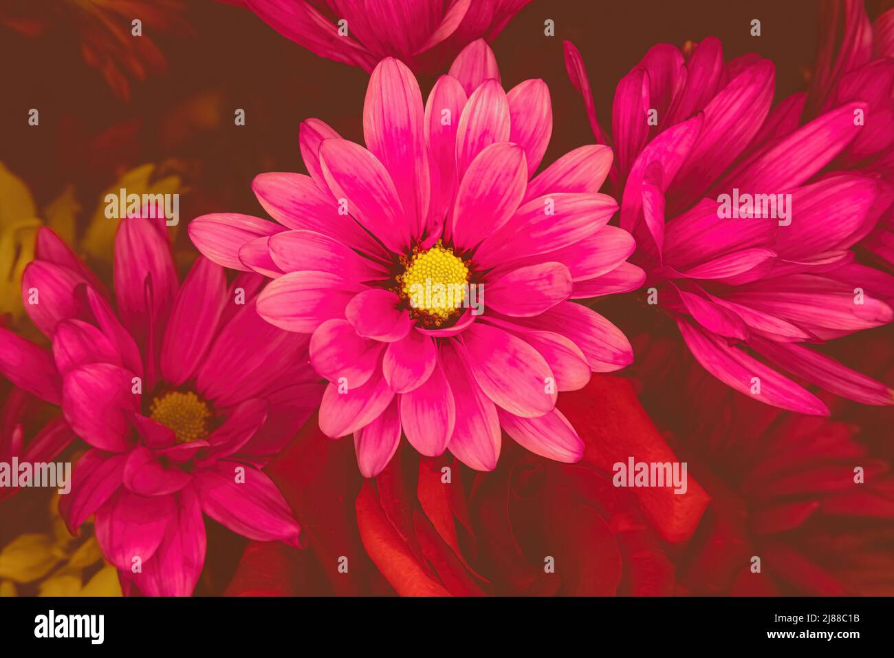 Pink daisies and red roses below with dark background Stock Photo