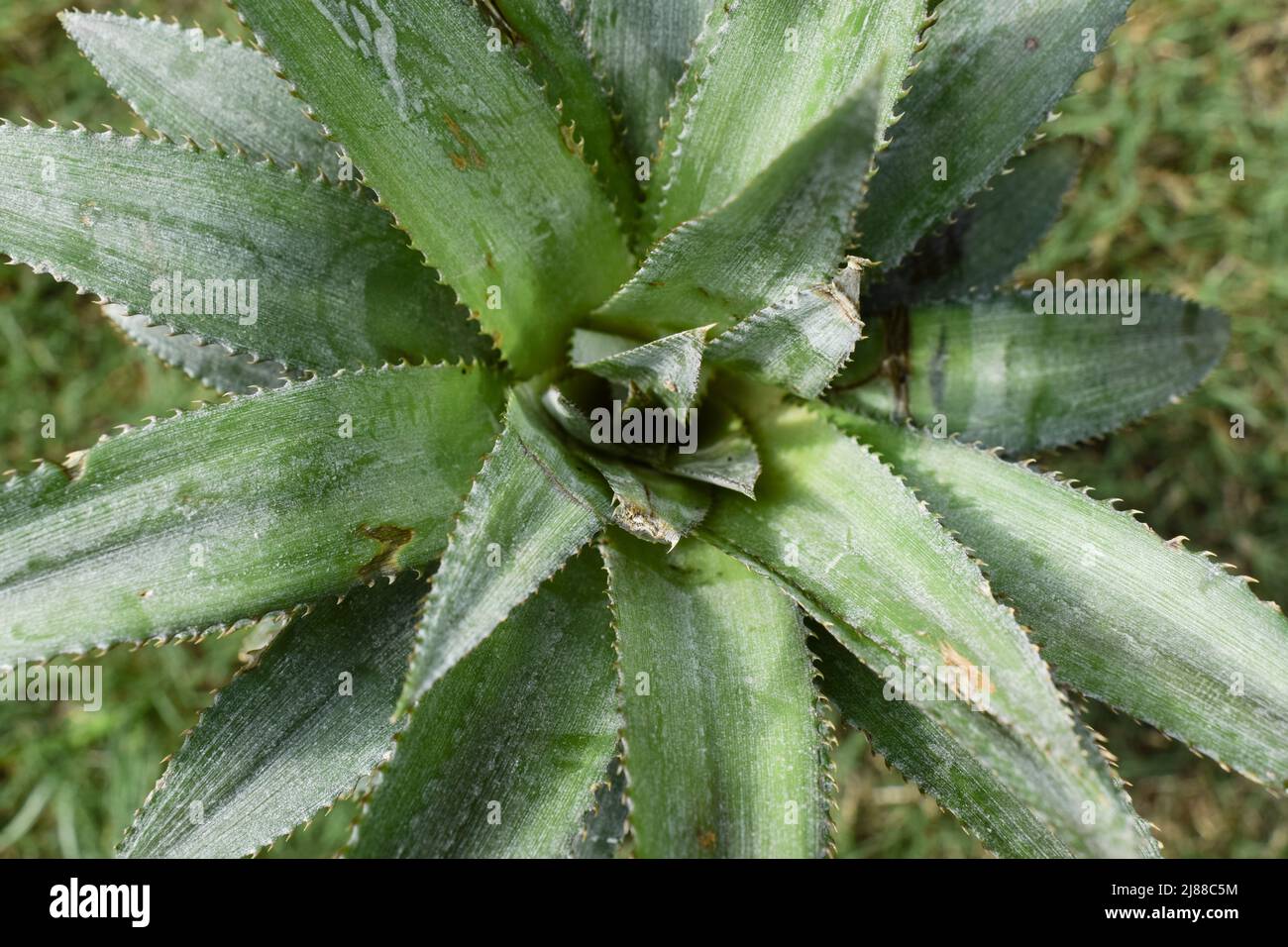 Pineapple leaves background topview. Leaf growth cultivation of