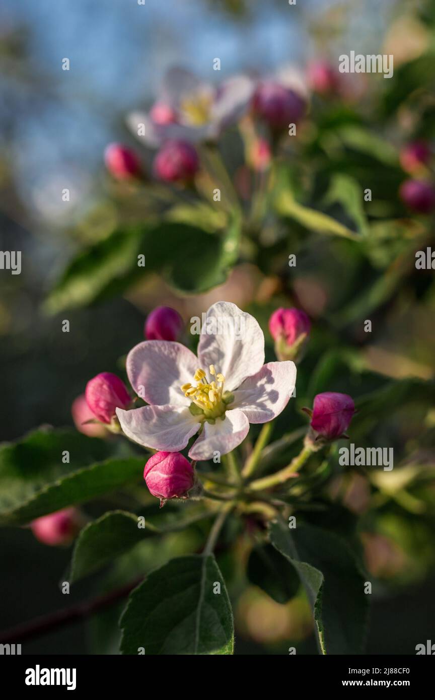 Blooming apple tree flower pink on sunset background Stock Photo Alamy