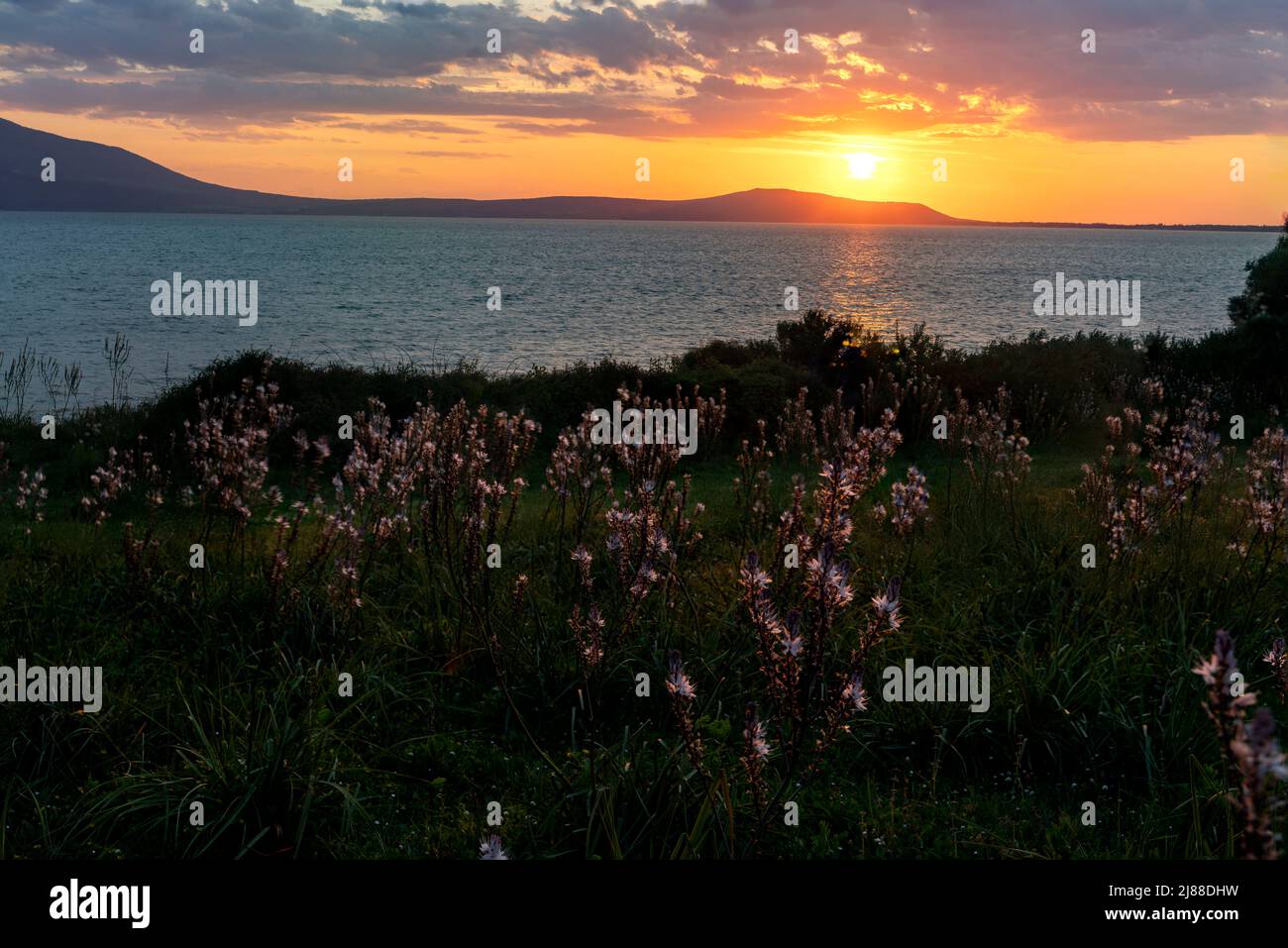 Red sunset on the Varano lake, in the foreground the flowering of white flowers. Ischitella, Foggia province, Puglia, Italy, Europe Stock Photo