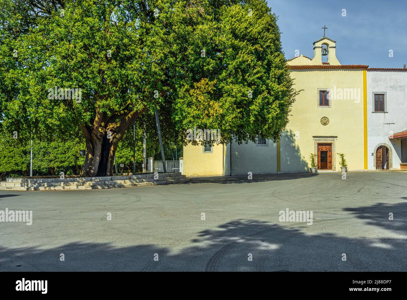 The dark green foliage of the secular holm oak in the square in front of the convent of the Capuchin friars in Vico del Gargano. Puglia Stock Photo