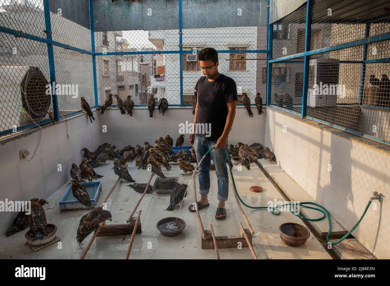 New Delhi, India. 13th May, 2022. A raptor rescuer add water for injured black kites at his clinic in New Delhi, India, May 13, 2022. Two brothers -Saud and Shehzad -in New Delhi have embarked on the mission to save injured raptors. They have been treating the injured birds at their clinic in Wazirabad, New Delhi. Last year they say they saved 2500 birds and since the beginning of this year over 1300 birds have been treated at their clinic. Credit: Javed Dar/Xinhua/Alamy Live News Stock Photo