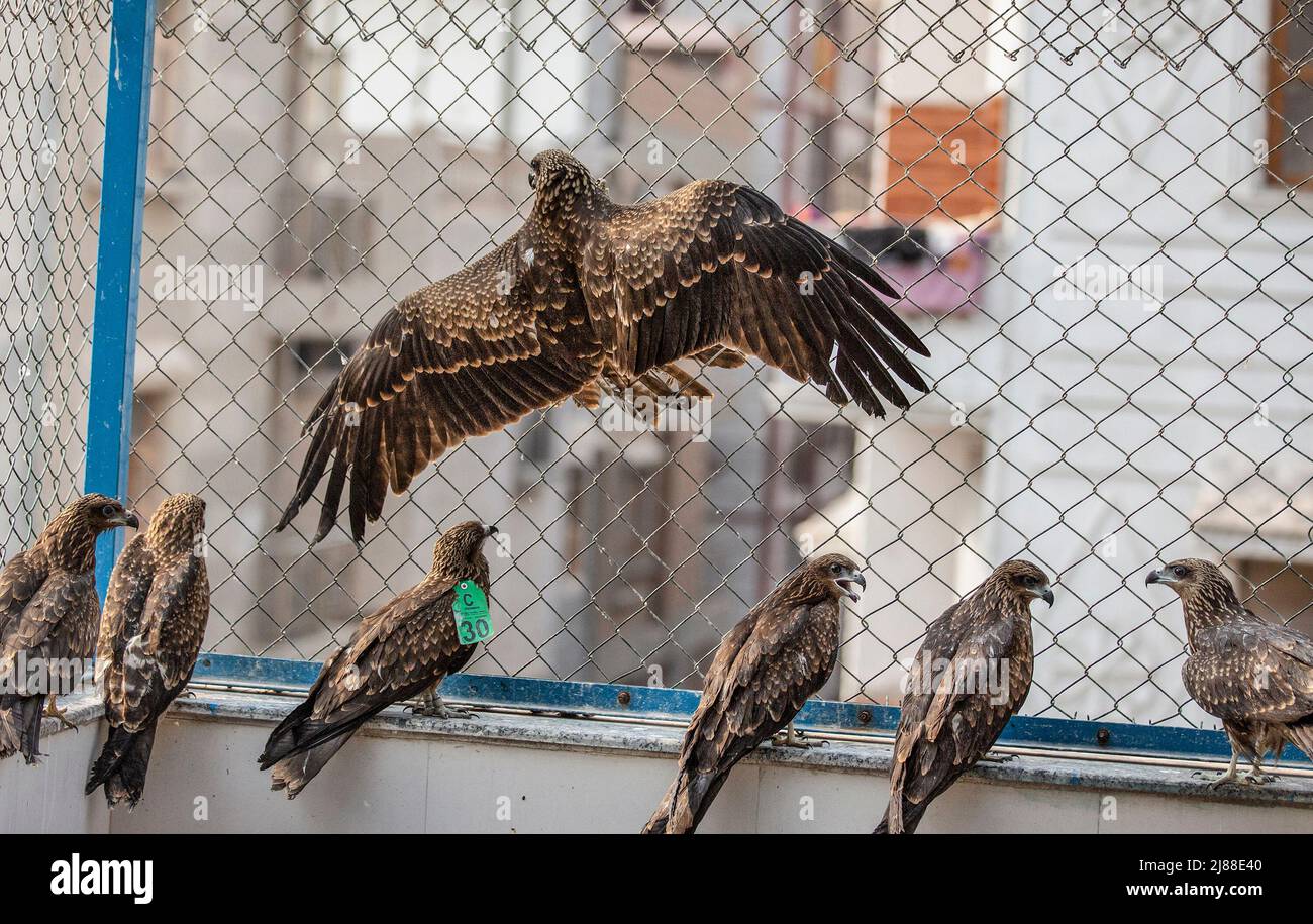 New Delhi, India. 13th May, 2022. An injured black kite (above) tries to fly at a clinic in New Delhi, India, May 13, 2022. Two brothers -Saud and Shehzad -in New Delhi have embarked on the mission to save injured raptors. They have been treating the injured birds at their clinic in Wazirabad, New Delhi. Last year they say they saved 2500 birds and since the beginning of this year over 1300 birds have been treated at their clinic. Credit: Javed Dar/Xinhua/Alamy Live News Stock Photo