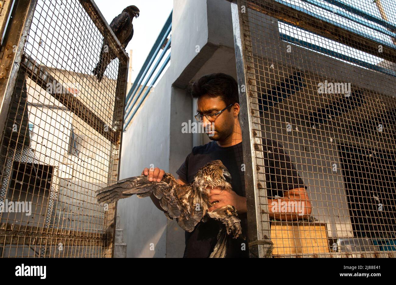 New Delhi, India. 13th May, 2022. A raptor rescuer inspects an injured black kite at his clinic in New Delhi, India, May 13, 2022. Two brothers -Saud and Shehzad -in New Delhi have embarked on the mission to save injured raptors. They have been treating the injured birds at their clinic in Wazirabad, New Delhi. Last year they say they saved 2500 birds and since the beginning of this year over 1300 birds have been treated at their clinic. Credit: Javed Dar/Xinhua/Alamy Live News Stock Photo