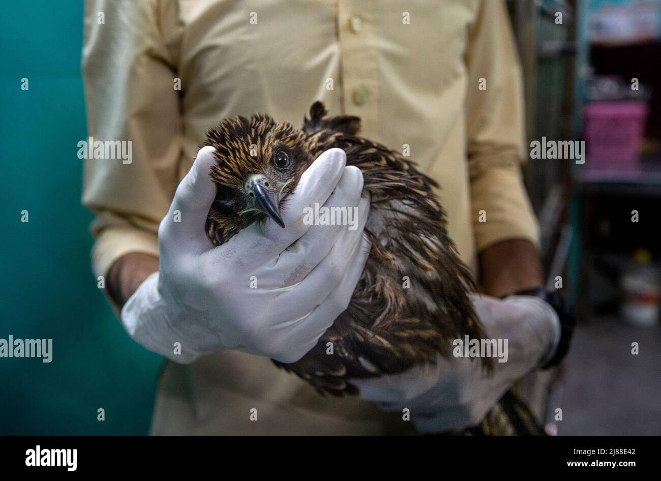 New Delhi, India. 13th May, 2022. A raptor rescuer holds an injured black kite at his clinic in New Delhi, India, May 13, 2022. Two brothers -Saud and Shehzad -in New Delhi have embarked on the mission to save injured raptors. They have been treating the injured birds at their clinic in Wazirabad, New Delhi. Last year they say they saved 2500 birds and since the beginning of this year over 1300 birds have been treated at their clinic. Credit: Javed Dar/Xinhua/Alamy Live News Stock Photo
