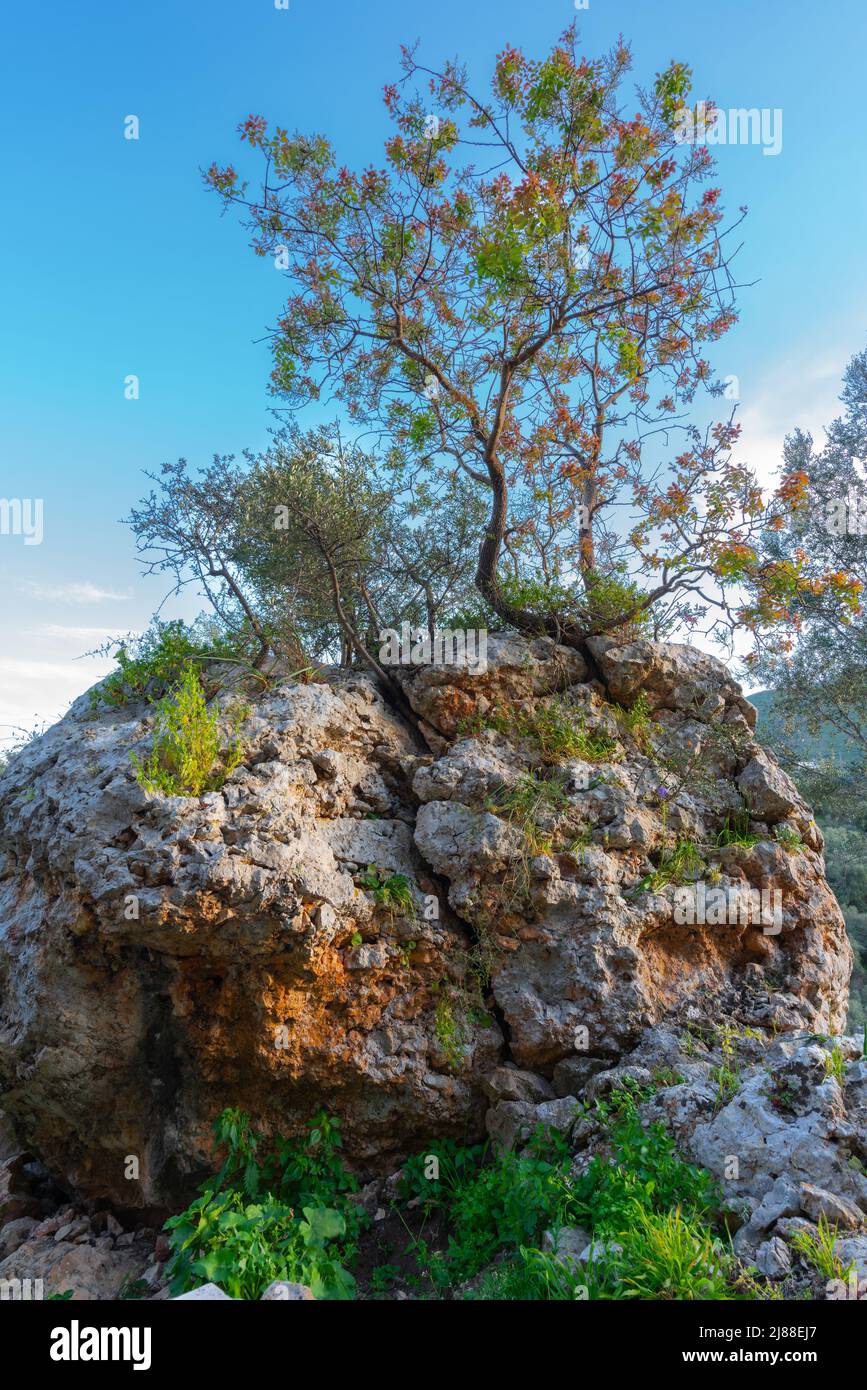 Tree and roots that forcibly grow through and split the rock. Gargano, province of Foggia, Italy, Puglia, Europe Stock Photo