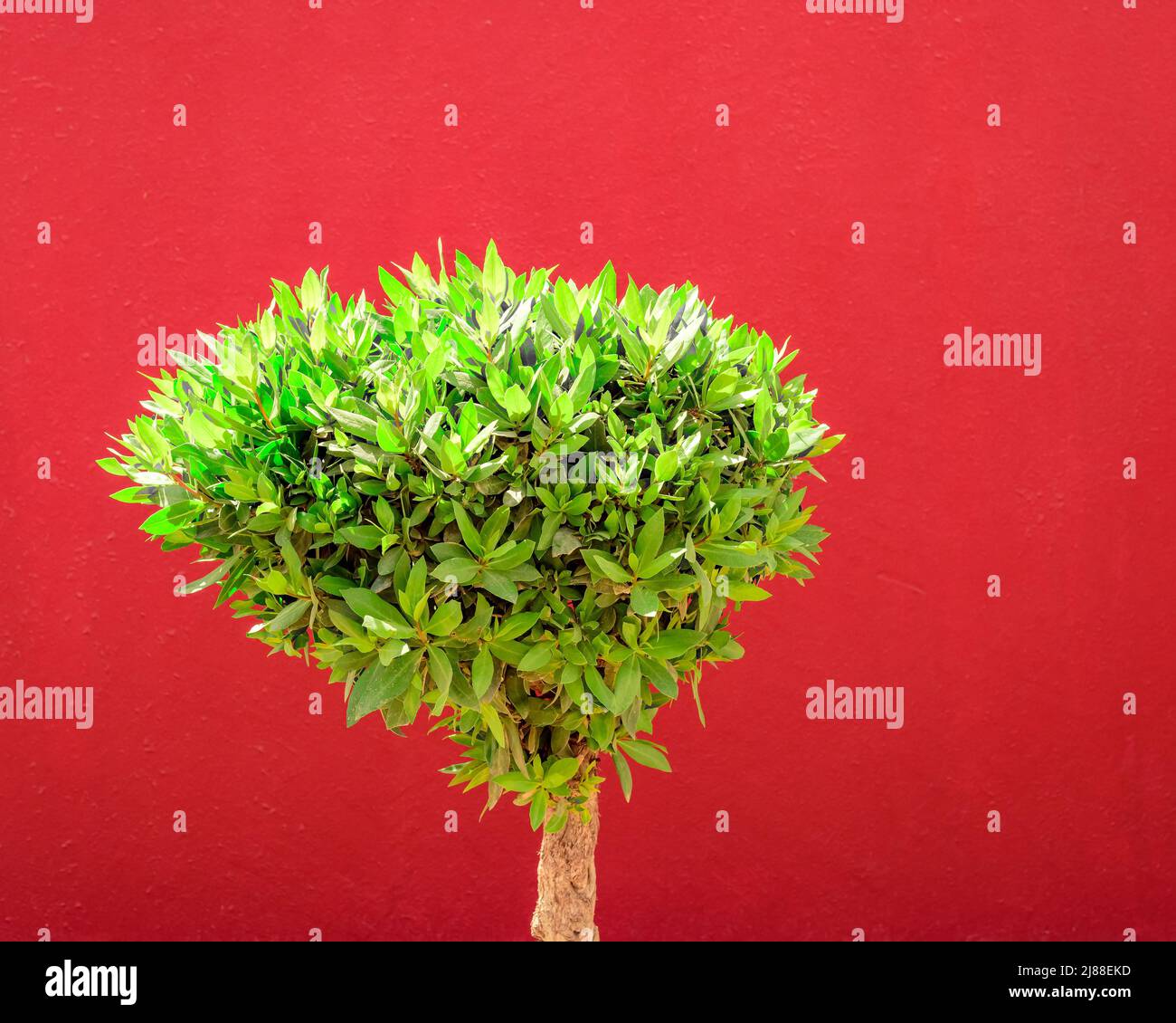 Tree with red background Stock Photo