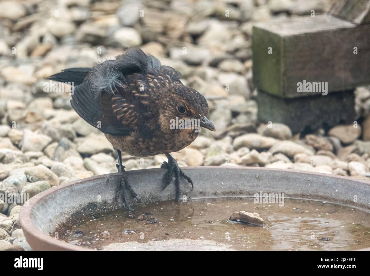 close up of a juvenile blackbird (turdus merula) stood drinking in a water bowl Stock Photo