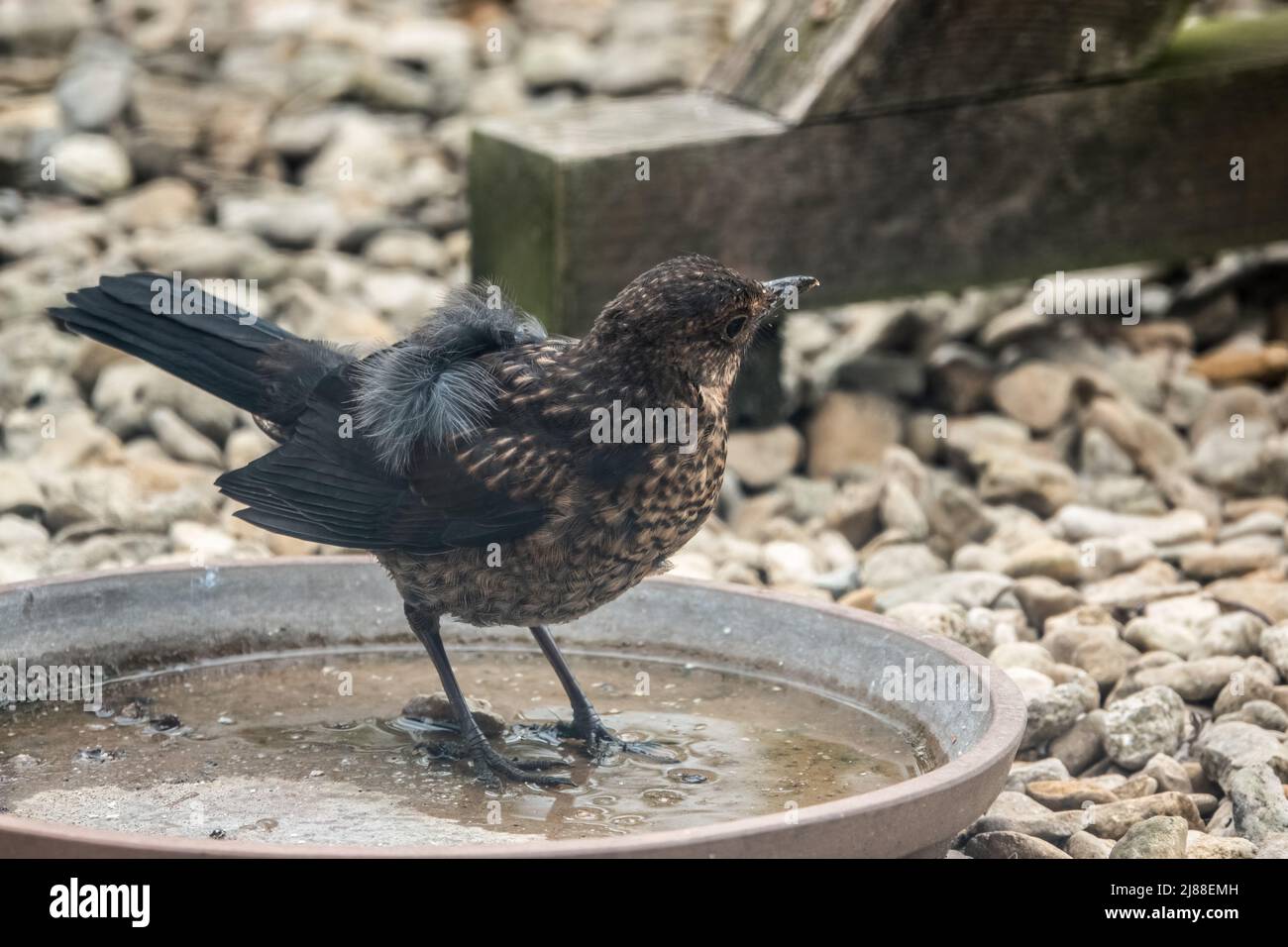 close up of a juvenile blackbird (turdus merula) stood drinking in a water bowl Stock Photo