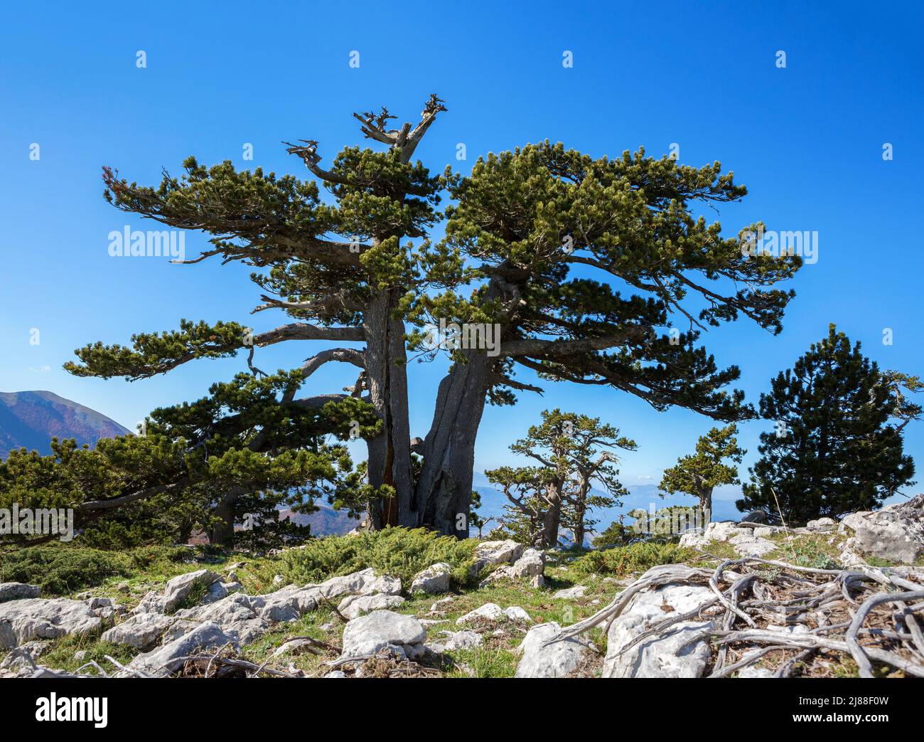Bosnian pines ( Pino Loricato) on top of Serra di Crispo mountain (So called Garden of Gods ), Pollino National Park, southern Apennine Mountains, Ita Stock Photo