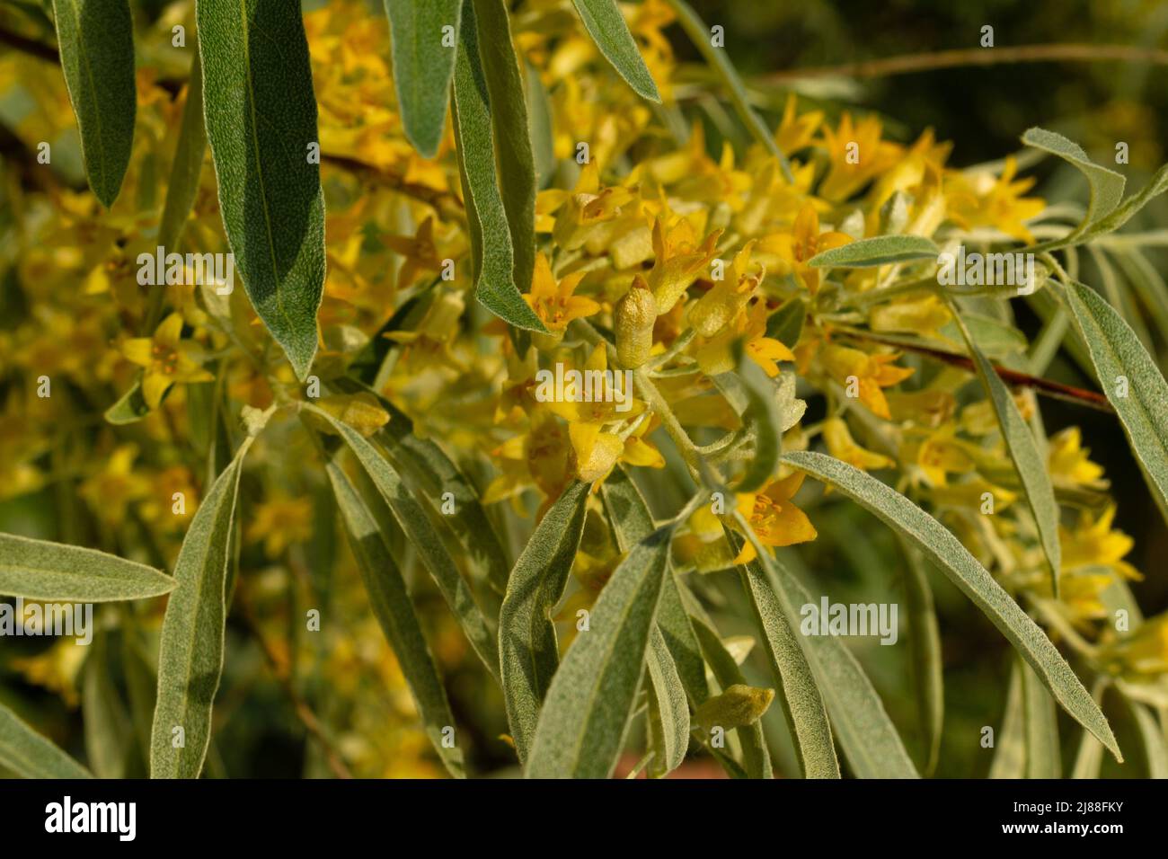 Yellow buds and flowers on the branches of the goof angustifolia on a sunny day Stock Photo