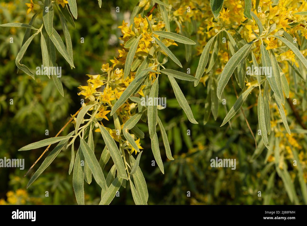 Yellow buds and flowers on the branches of the goof angustifolia on a sunny day Stock Photo