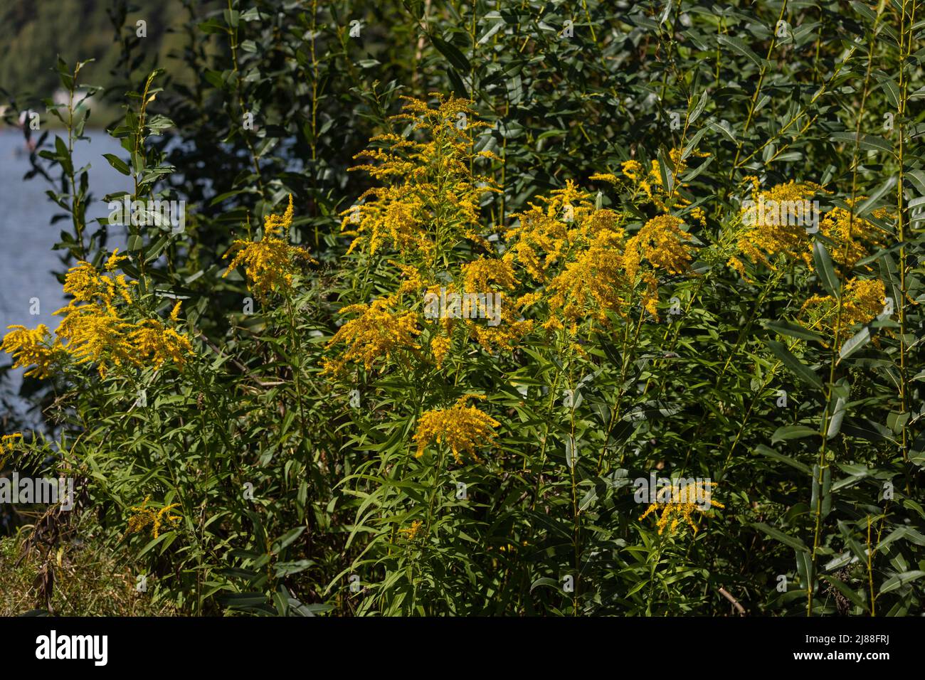 Yellow panicles of goldenrod flowers in a field on a sunny day Stock Photo