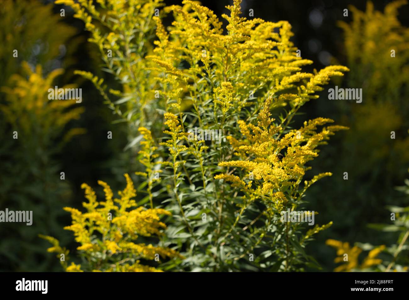 Yellow panicles of goldenrod flowers in a field on a sunny day Stock Photo