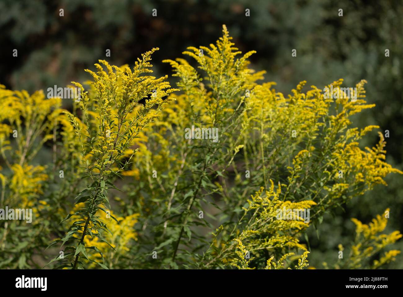 Yellow panicles of goldenrod flowers in a field on a sunny day Stock Photo