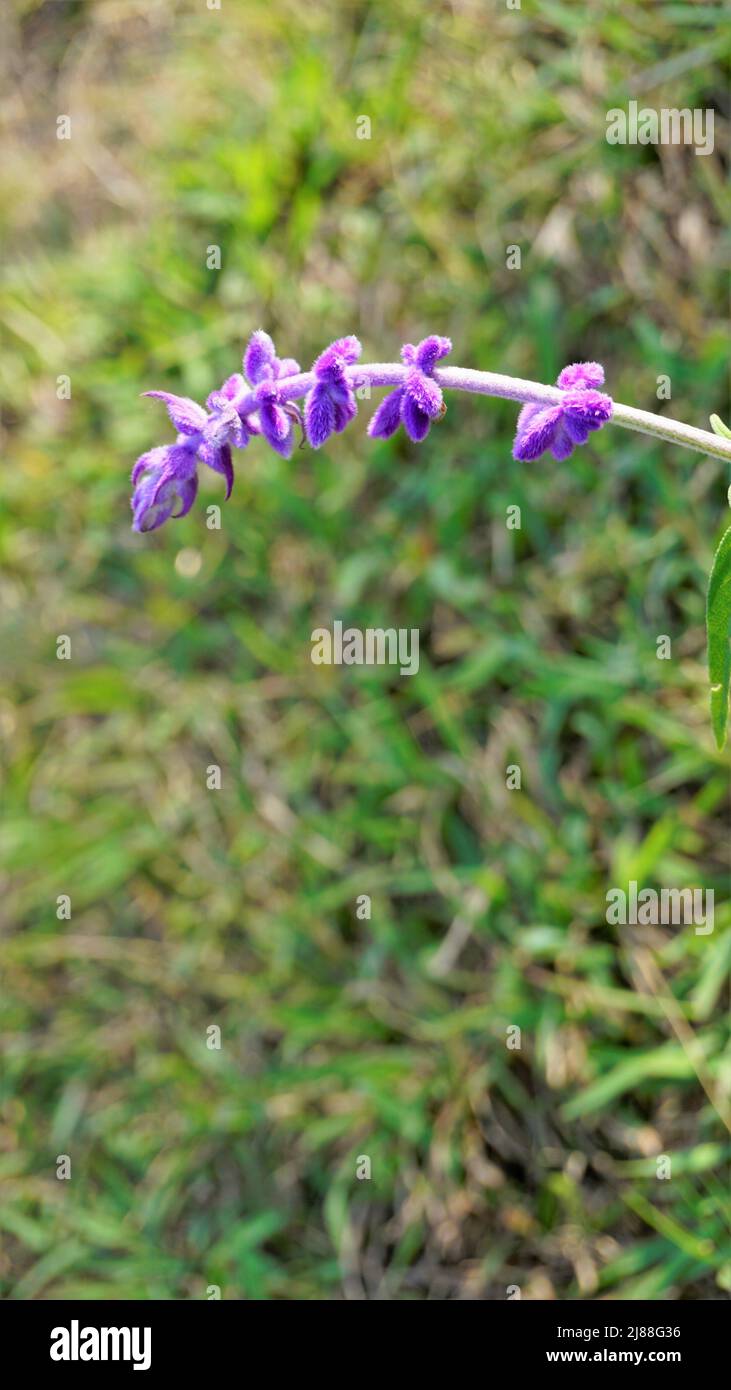 Beautiful flower of Salvia leucantha also known as Mexican bush sage with natural background. Stock Photo