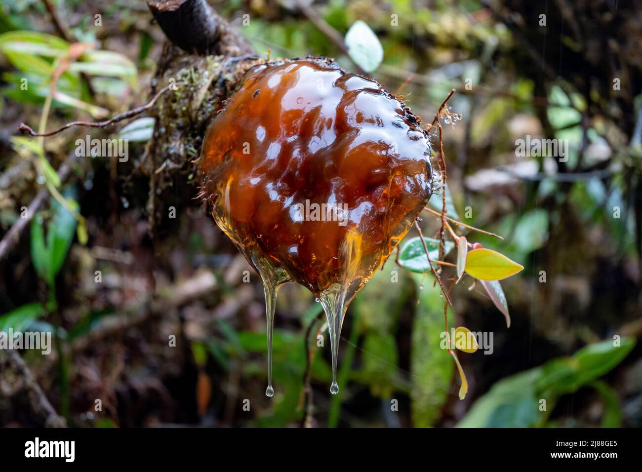 Tree resin oozing out of a broken limb. Colombia, South America. Stock Photo