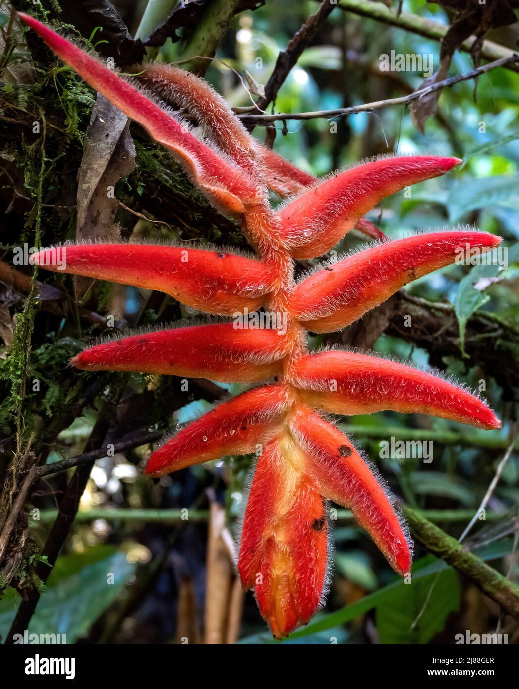 Flowers of fuzzy Heliconia (Heliconia vellerigera). Colombia, South America. Stock Photo