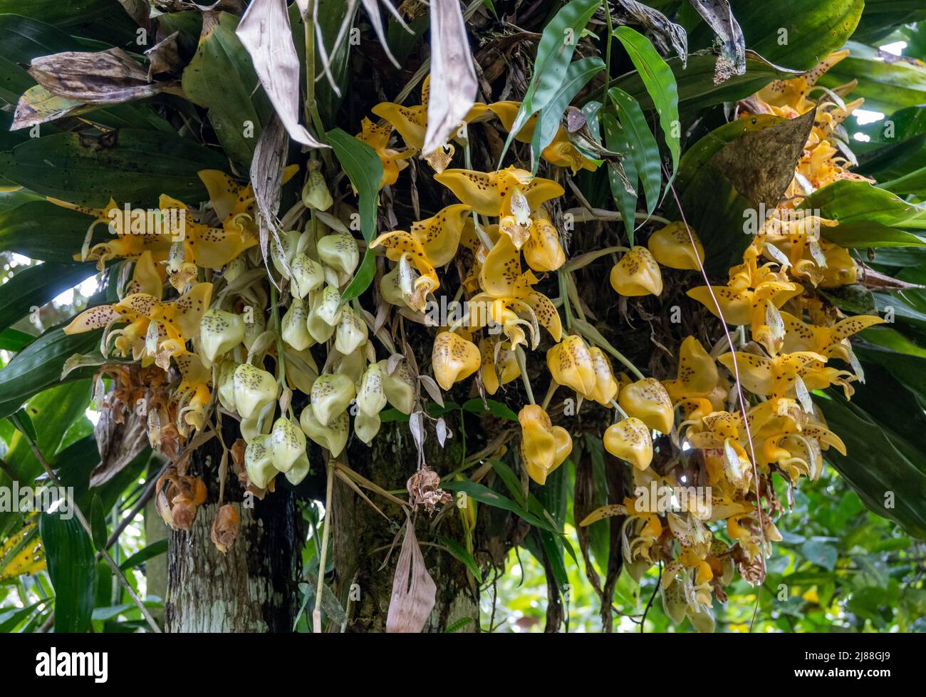 Stanhopea orchid flowers in full bloom. Colombia, South America. Stock Photo