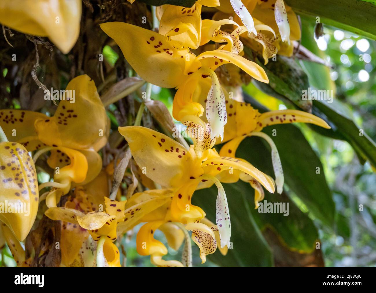 Stanhopea orchid flowers in full bloom. Colombia, South America. Stock Photo