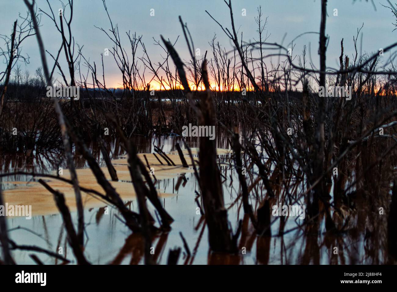 A dead forest in the northern swamp and a bright winter sunset Stock Photo