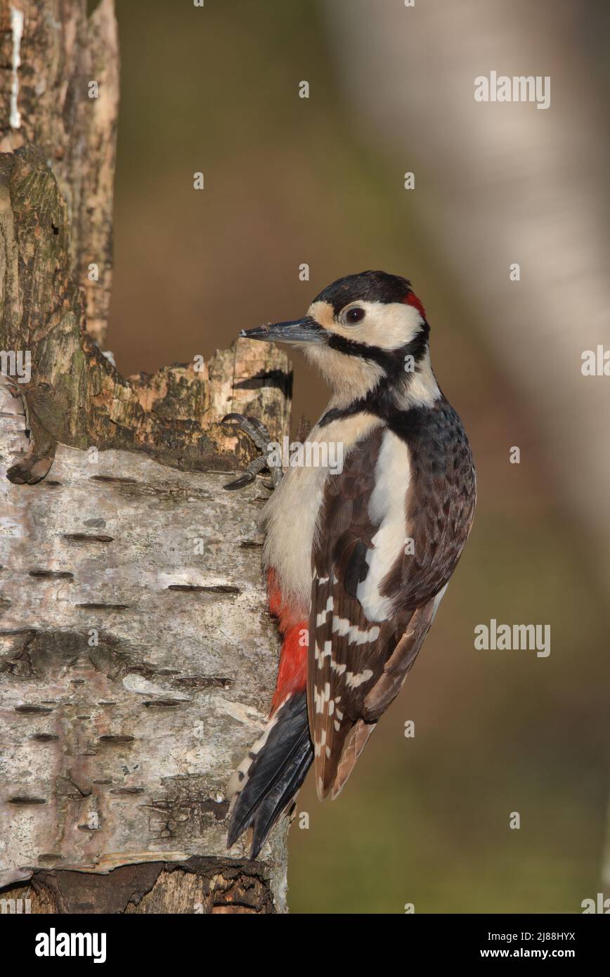 Male Great spotted woodpecker perched on a rotten tree. Stock Photo