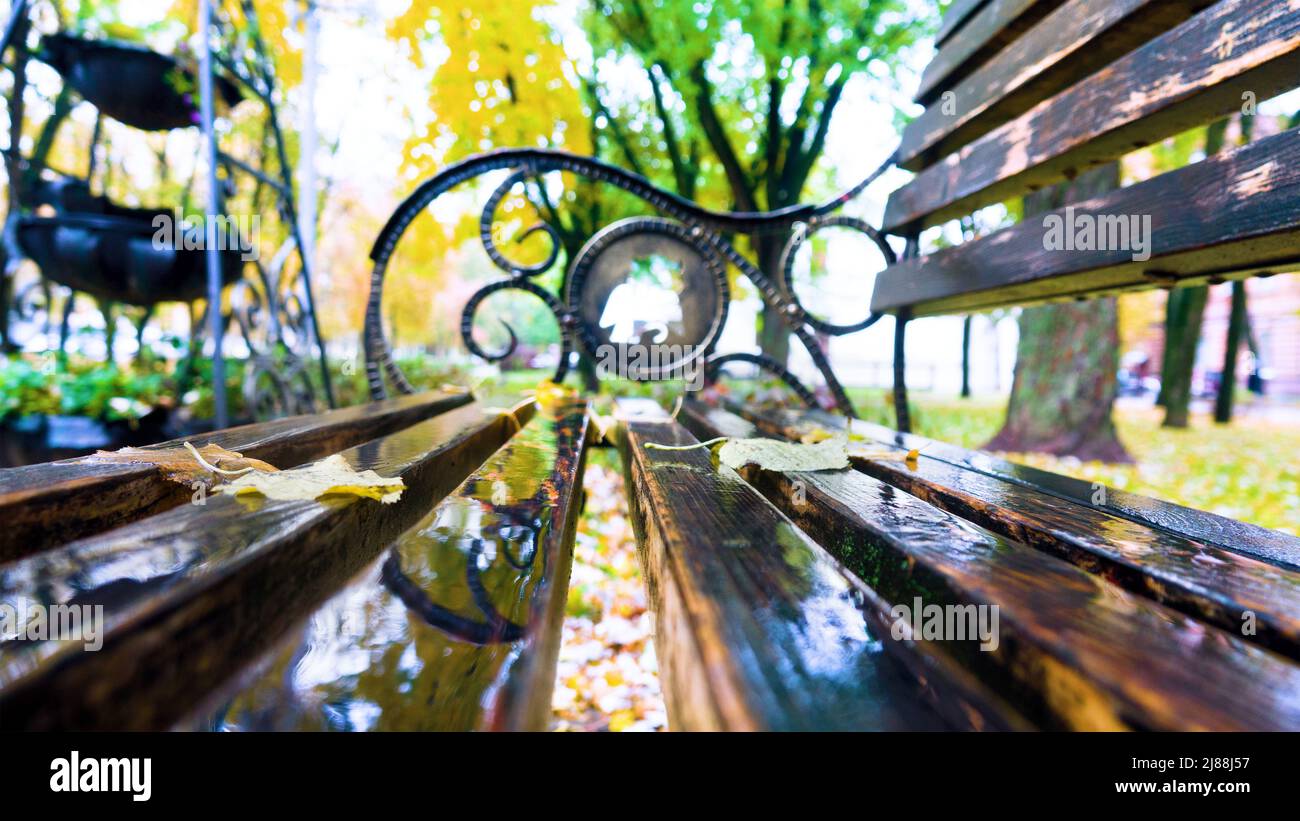 Autumn in the city park. Yellow leaves on a bench wet from the rain ...