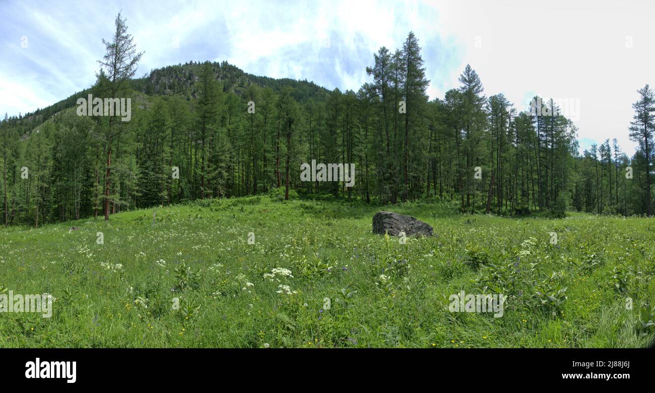 Glade in woodland (wooded meadows) among coniferous forest (pine, larch), forest table land. Herbaceous community (phytocenosis, coryphium), dominated Stock Photo