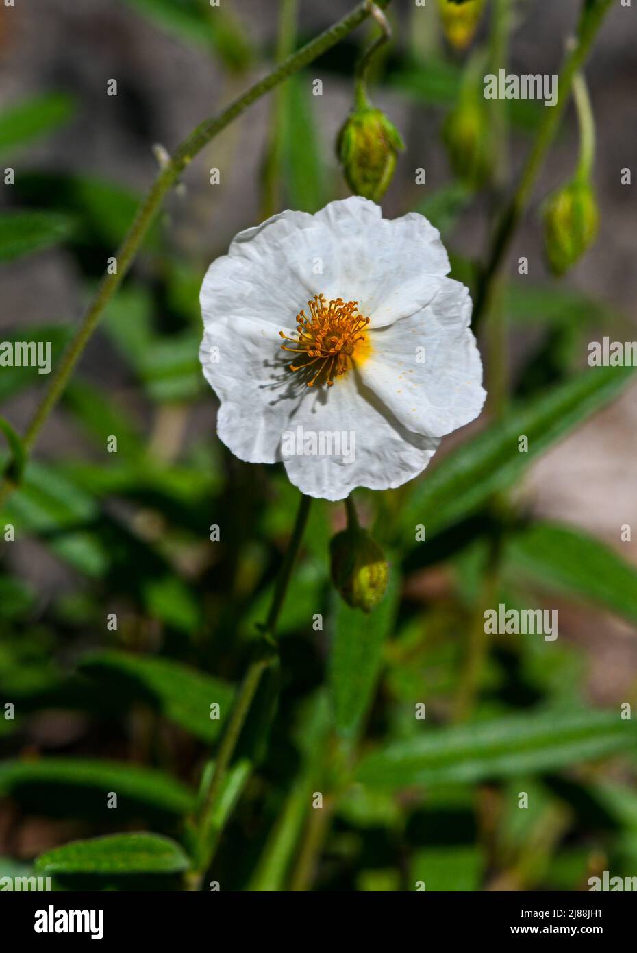 White Rock-rose (Helianthemum apenninum), Provence, Southern France, France, Europe Stock Photo