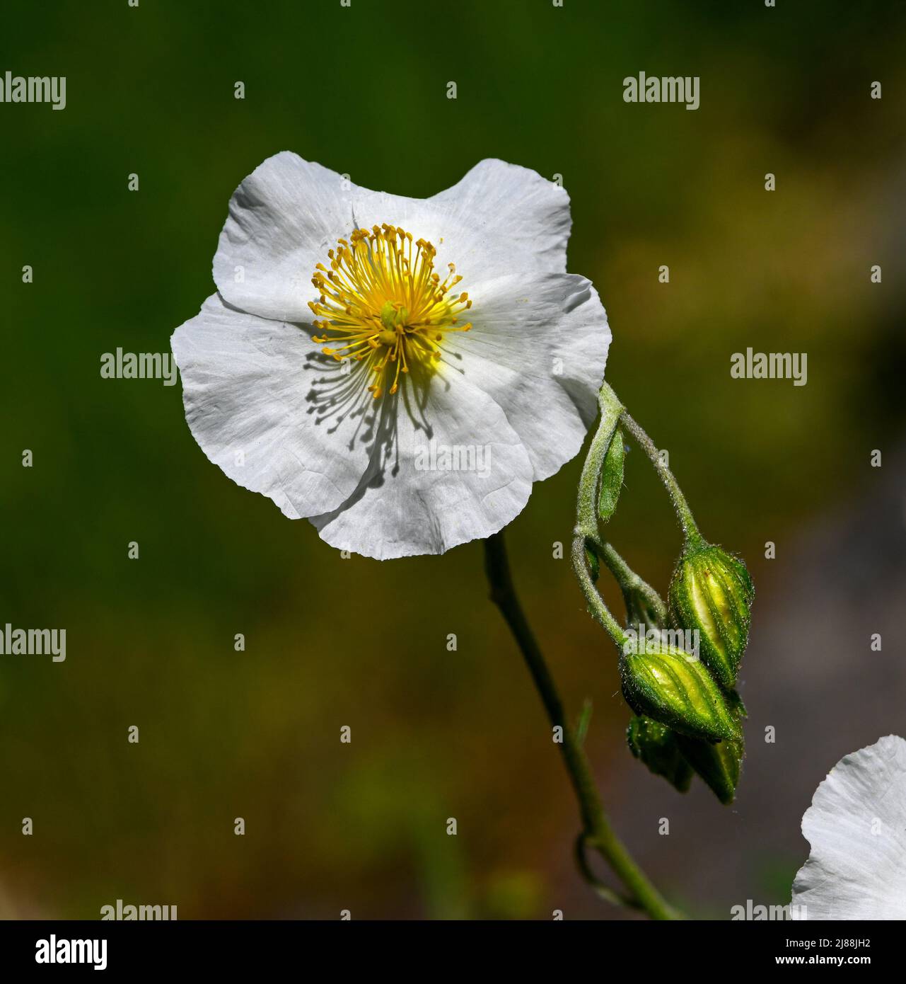 White Rock-rose (Helianthemum apenninum), Provence, Southern France, France, Europe Stock Photo