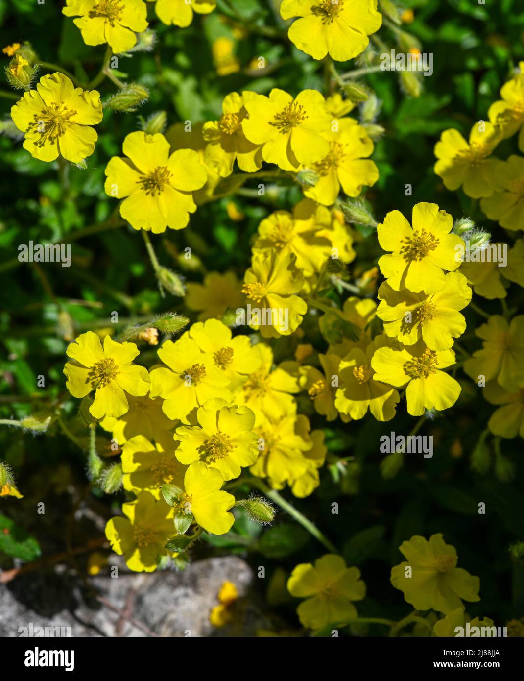 Alpine rock rose (Helianthemum oelandicum alpestre), Cistaceae.  kit botanical garden, Karlsruhe, Baden Wuerttemberg, Germany Stock Photo