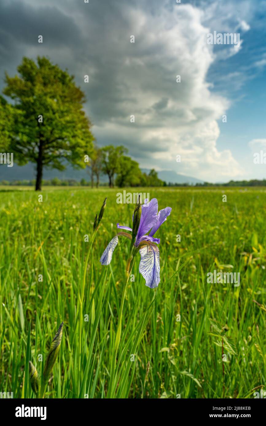 eine blaue sibirische Schwertlilie in einem geschützten Feld. ein Gewitter kommt, Bäume im Hintergrund. Stock Photo