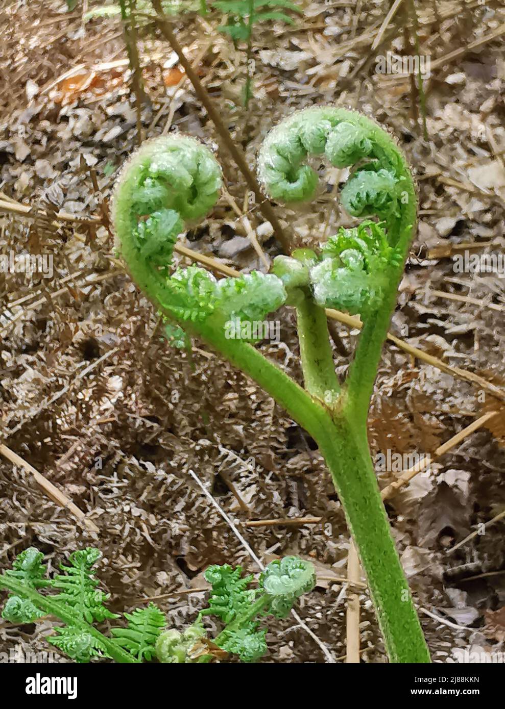 Image of green heart shaped fern before foliage has unfurled Stock Photo