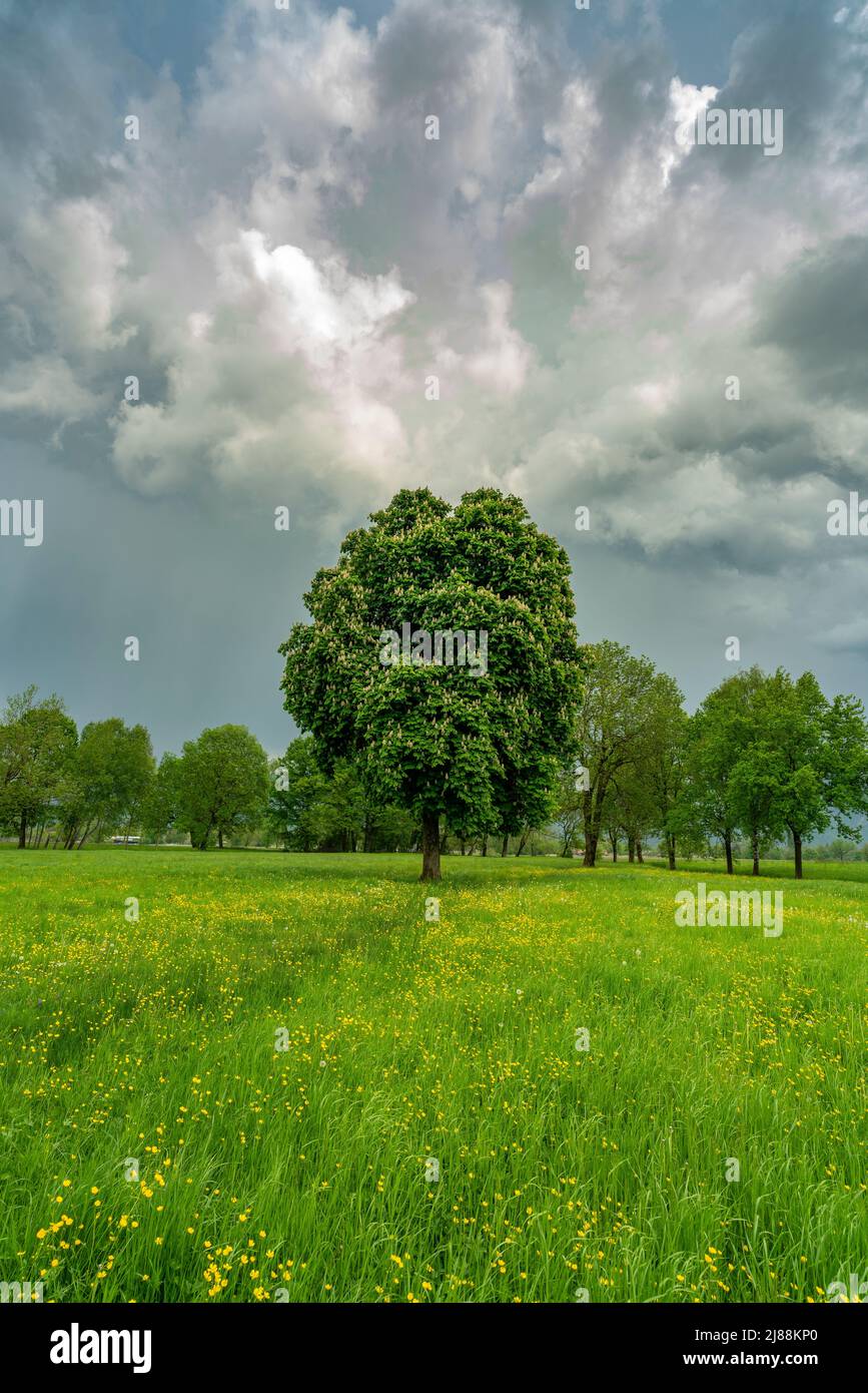 im Frühling spriessende Bäume an einem sonnigen Tag mit aufziehendem Gewitter. grüne Wiesen und graue Wolken im Rheintal, Vorarlberg, Austria Stock Photo