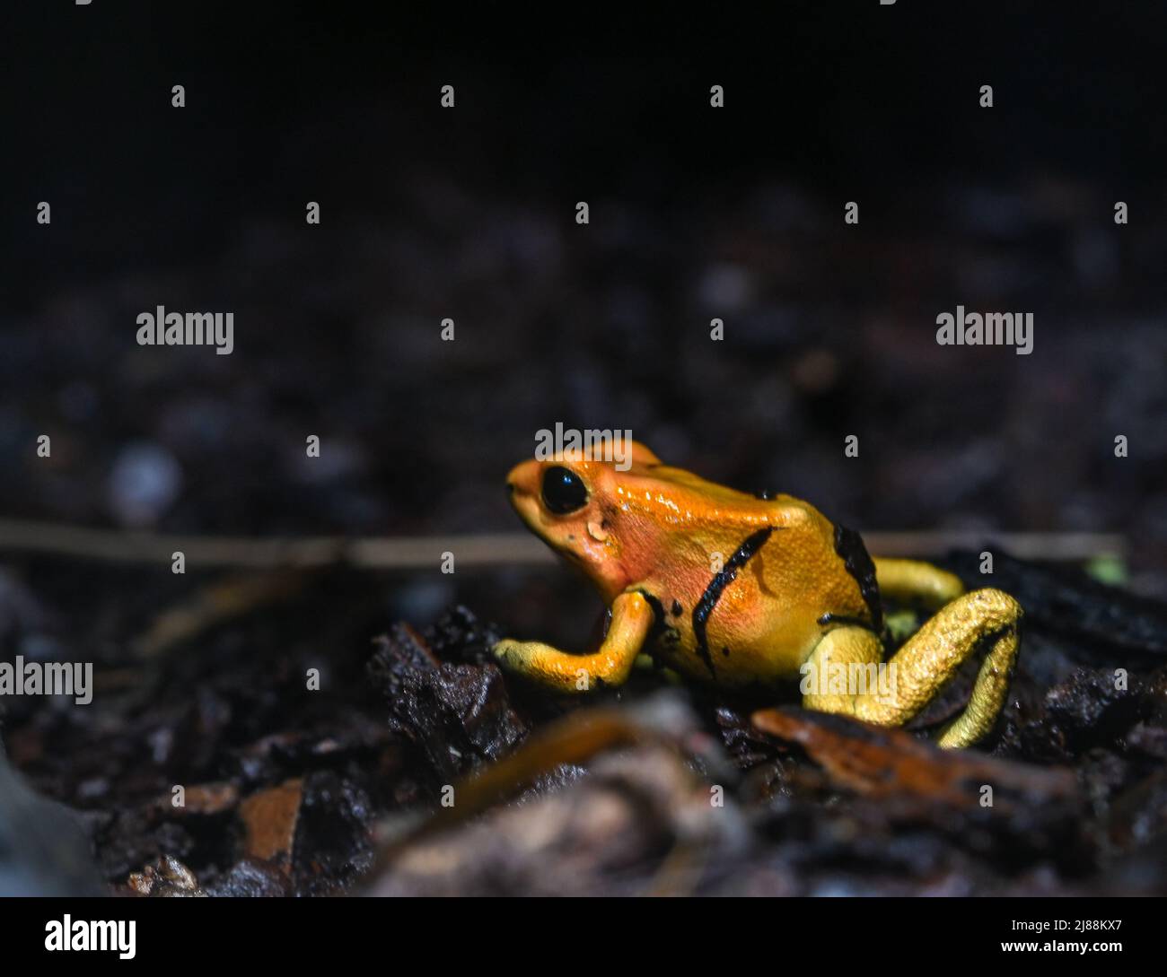 Golden poison dart frog (Phyllobates terribilis). Tropical frog living ...