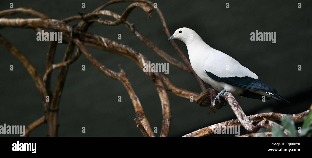 Pied Imperial Pigeon (Ducula bicolor), adult, sitting on a branch Stock Photo