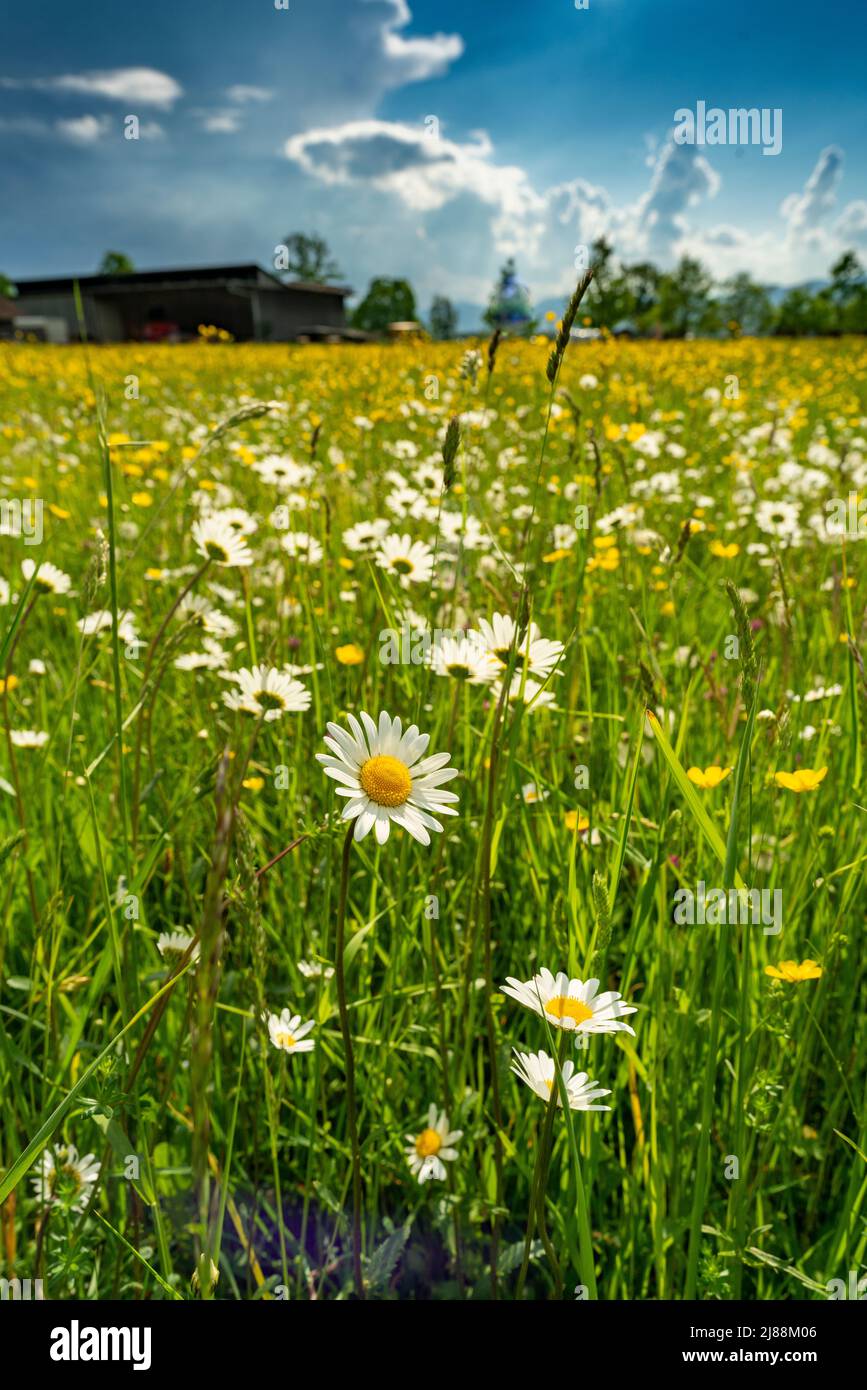 weisse Margeriten in einer Frühlingswiese im Rheintal bei Dornbirn, Vorarlberg, Austria. beautiful white daisies bloom in the flowered meadow. Stock Photo