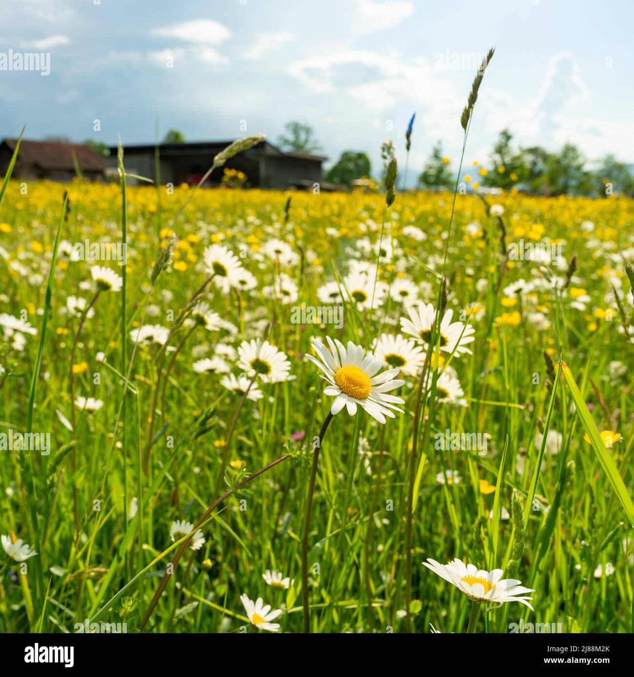 weisse Margeriten in einer Frühlingswiese im Rheintal bei Dornbirn, Vorarlberg, Austria. beautiful white daisies bloom in the flowered meadow. Stock Photo