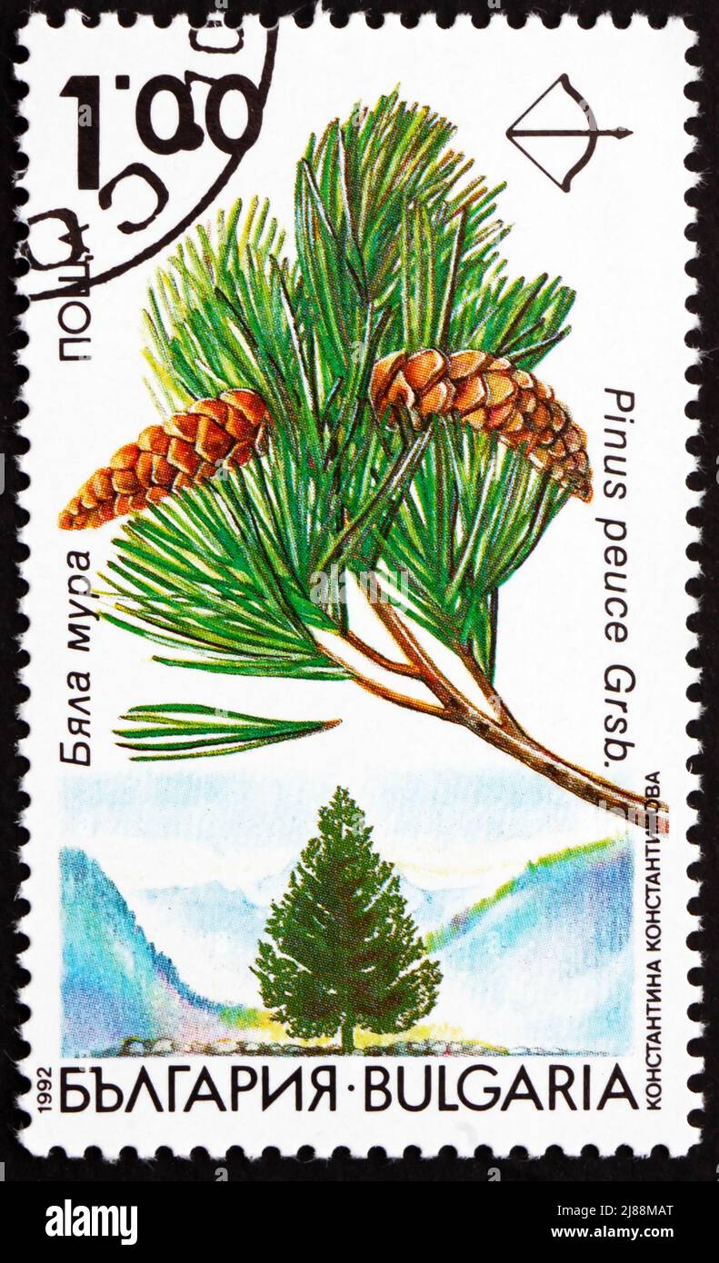 BULGARIA - CIRCA 1992: a stamp printed in the Bulgaria shows Macedonian Pine, Pinus Peuce, White Pine, circa 1992 Stock Photo