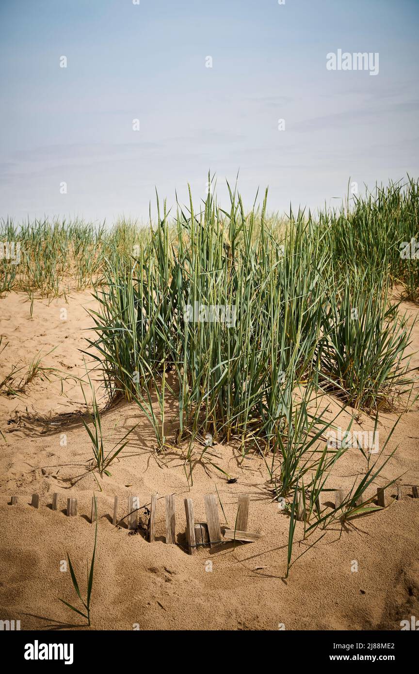 Sand dune covered with marram grass and sand buried fence Stock Photo