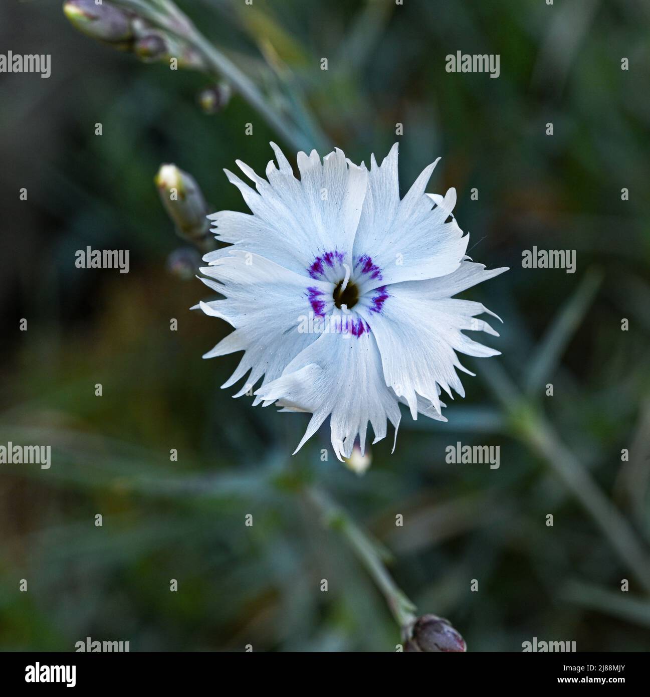 Closeup of pink Dianthus Chinensis Flowers. Botanical garden kit, Karlsruhe, Baden Wuerttemberg, Germany Stock Photo