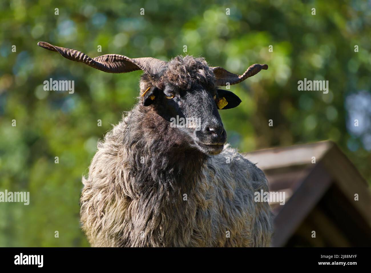 Portrait of a male black Hortobagy Racka sheep (Ovis aries strepsiceros Hungaricus) with long spiral shaped horns. Stock Photo