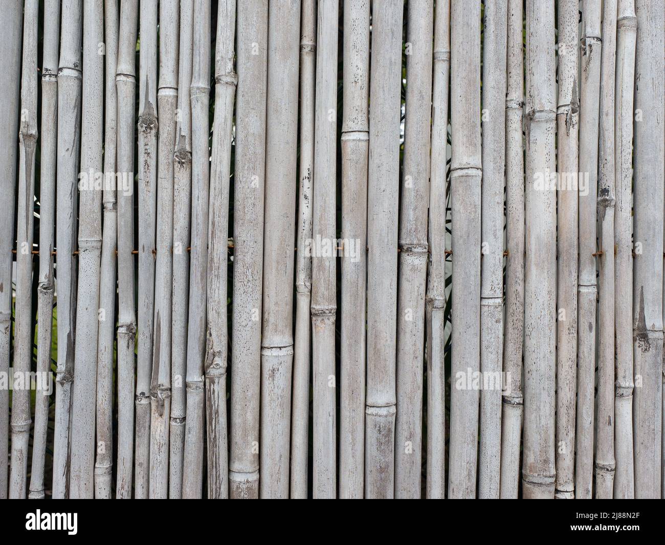 Cane Reed Mat Screen detail of a reed or bamboo mat made of dry gray canes . Graphic ...