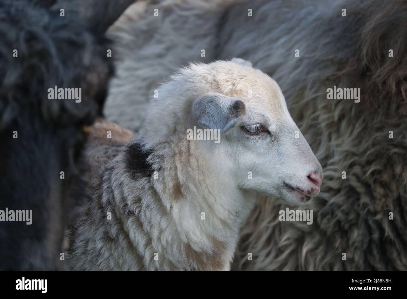 Portrait of a white-black-brown lamb in the middle of its herd. Stock Photo