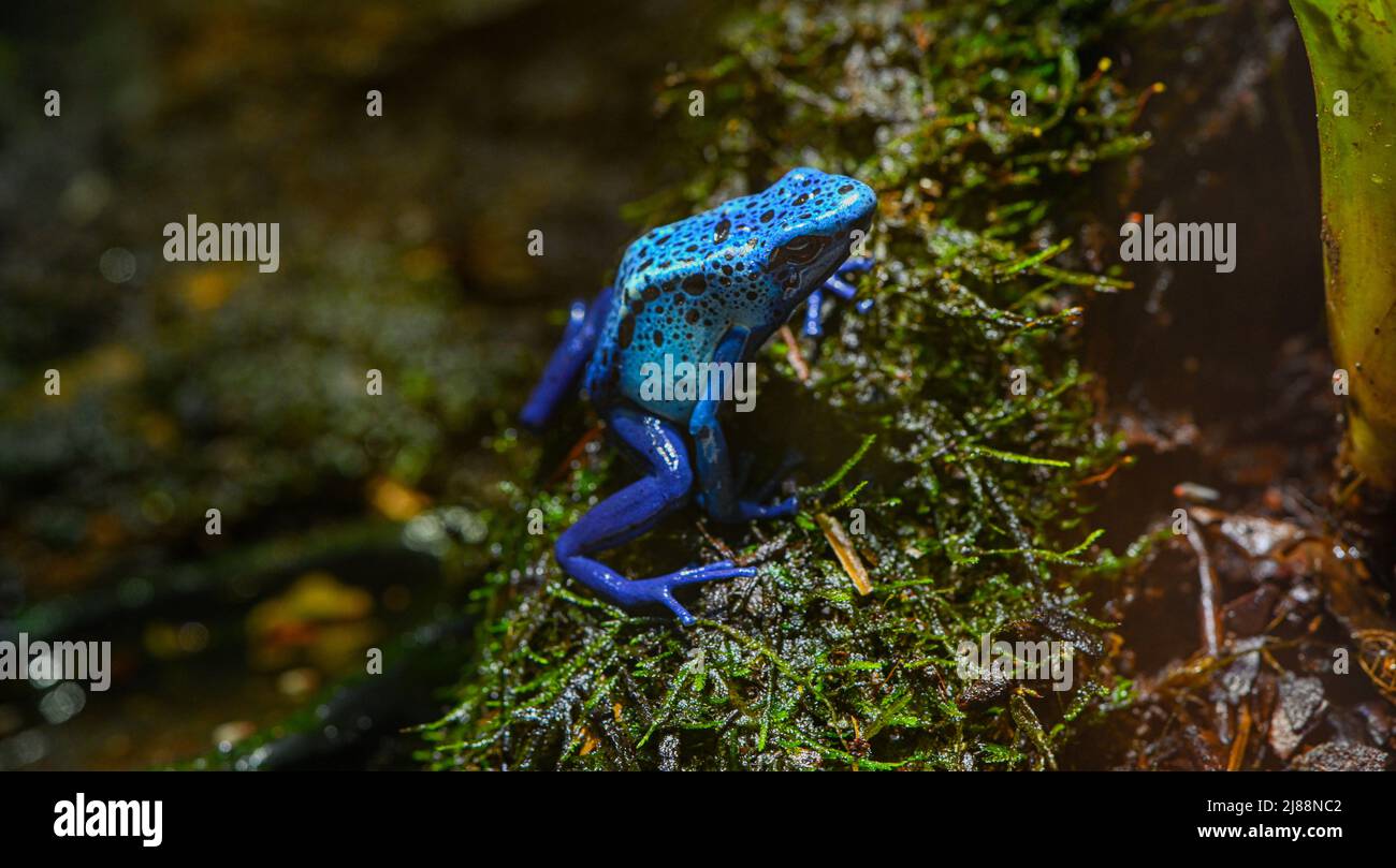 Blue-Poison-Dart-Frog (Dendrobates-azureus) resides in Northeastern-South-America Stock Photo