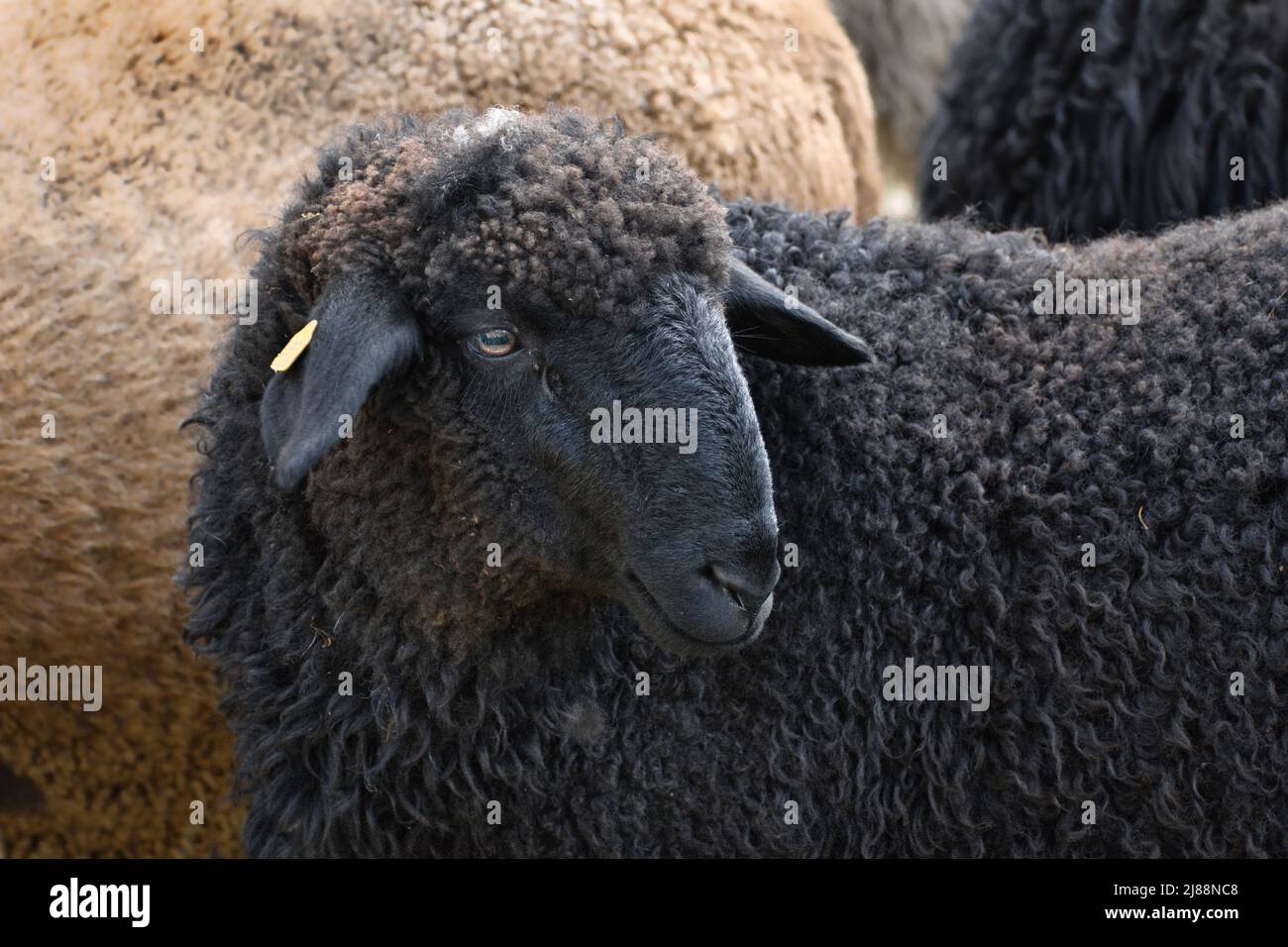 Portrait of a cute black sheep . Other sheep in the background. Stock Photo