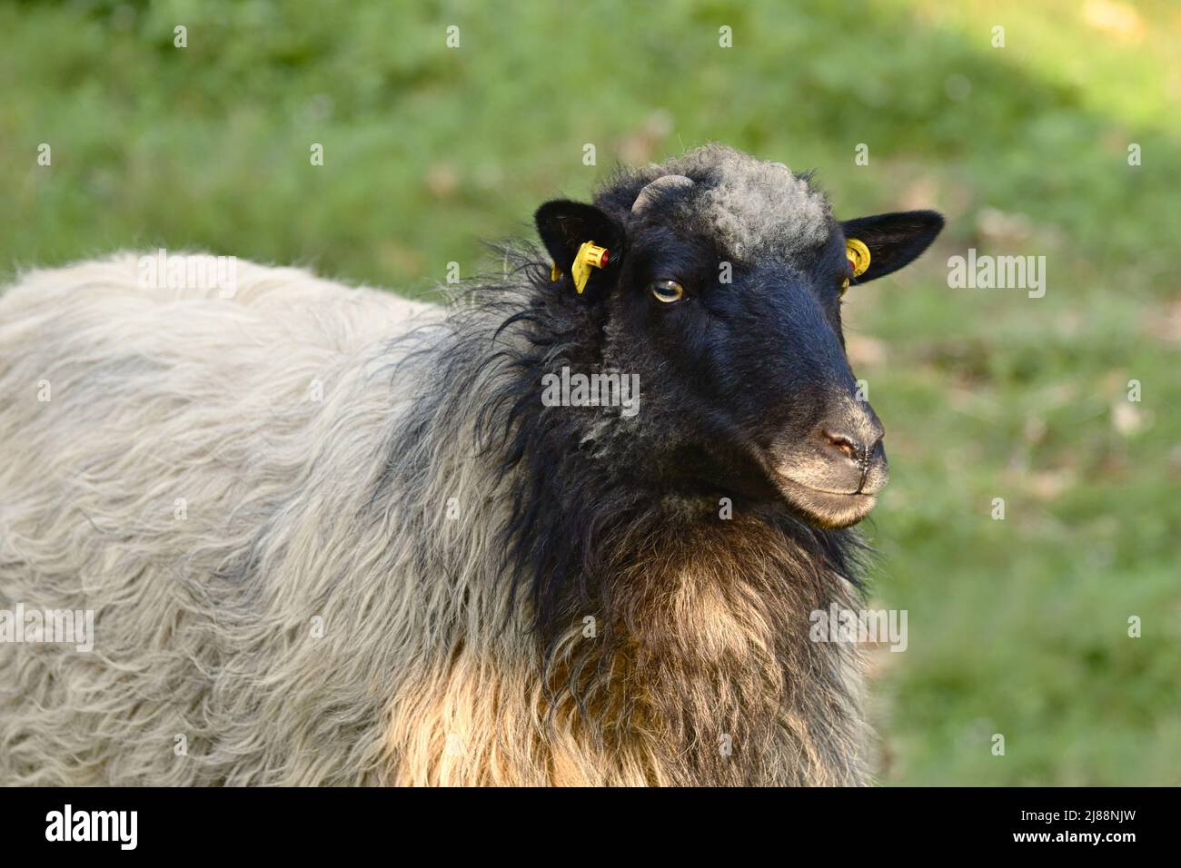 Portrait of a cute black sheep with white wool. Part of it is in a sunspot. Stock Photo