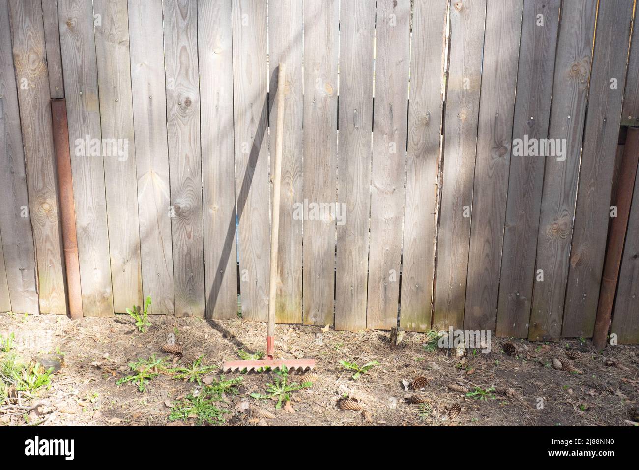 Garbage rakes stand on background of a fence made of old gray boards ...