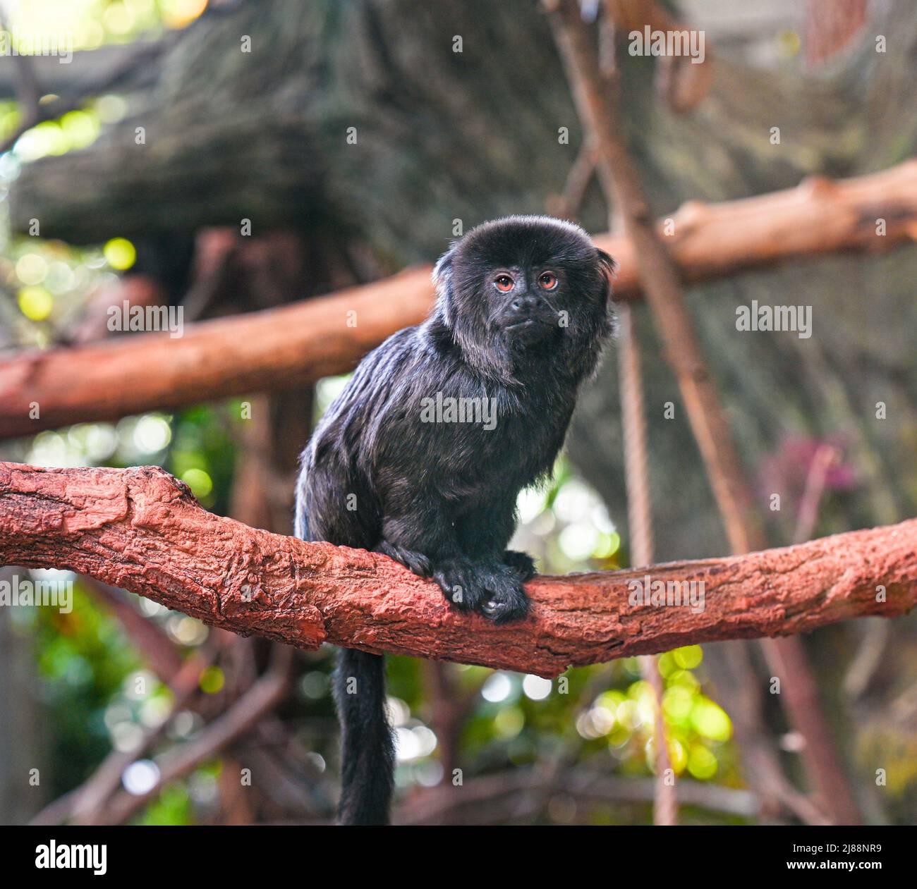 Goeldi‘s marmoset or Goeldi‘s monkey (Callimico goeldii), adult Stock Photo
