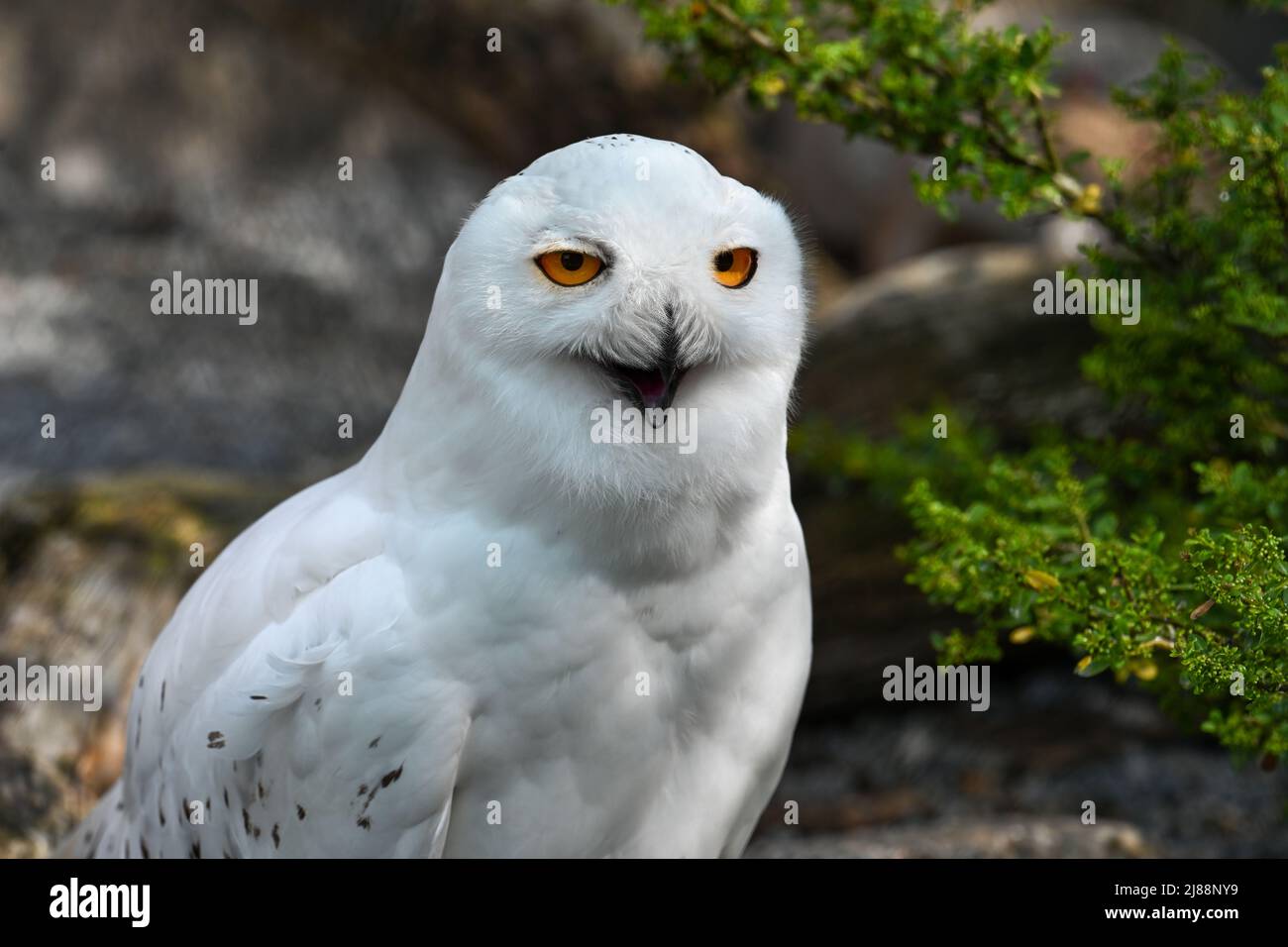 The snowy owl, Bubo scandiacus Stock Photo - Alamy